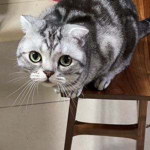 Meet your Posher, Zhang